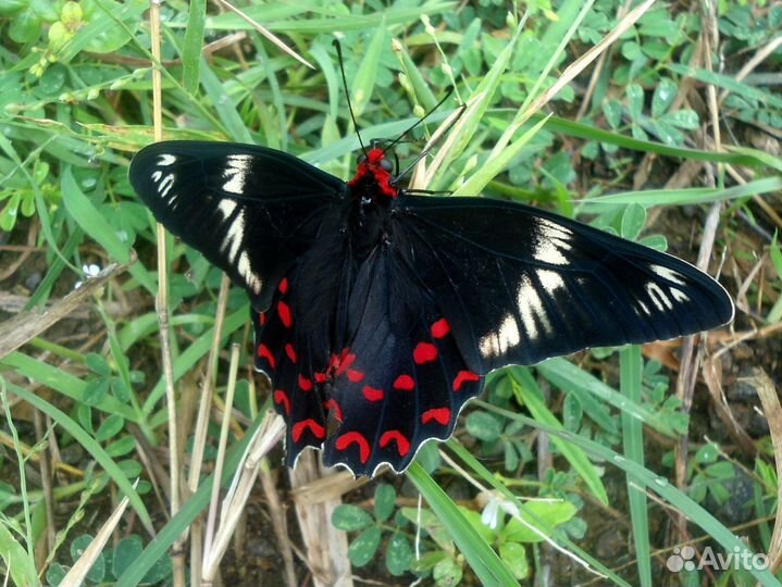 Детская Ферма Живых Тропических Бабочек д/ф-13