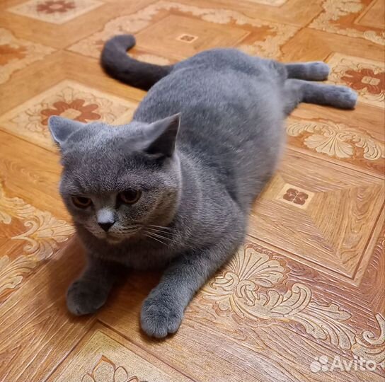 Продам котят