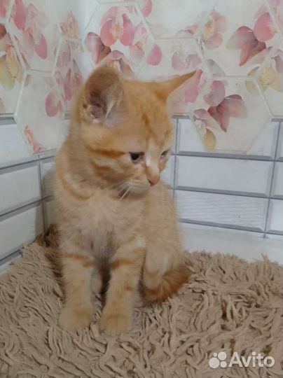 Котёнок рыжий