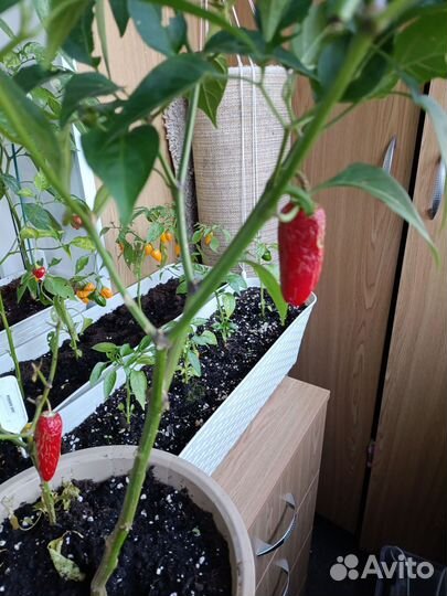 Семена острого перца