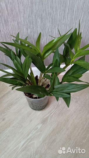 Дендробиум фаленопсис Berry Oda