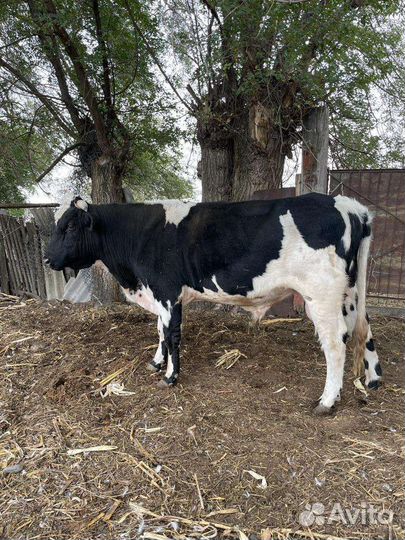 Бык и Теленок