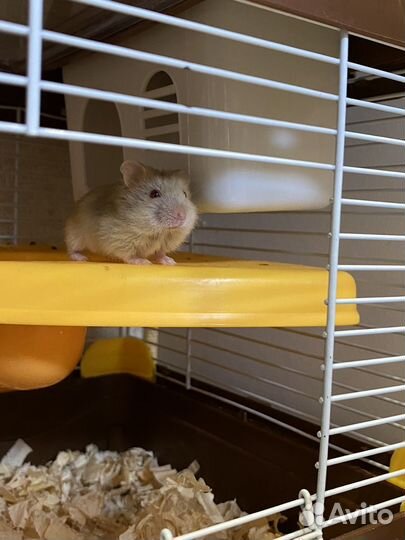 Хомяки джунгарики