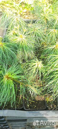 Сосна веймутова