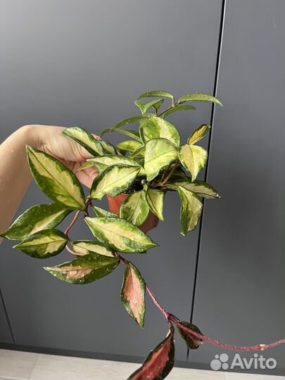 Алоказия Хойя Аглонема Фикус Абиджан спатифилиум