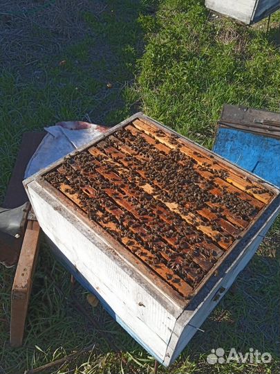 Продам пчел