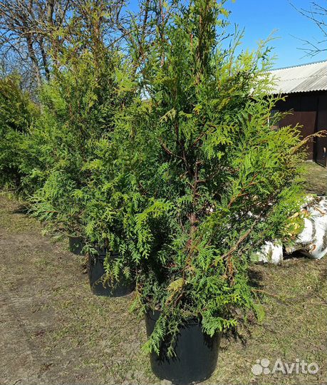 Опт и розница Туи Брабант