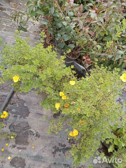 Лапчатка кустарниковая