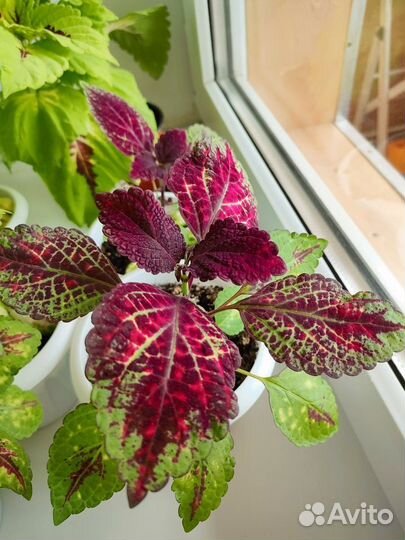 Комнатные растения