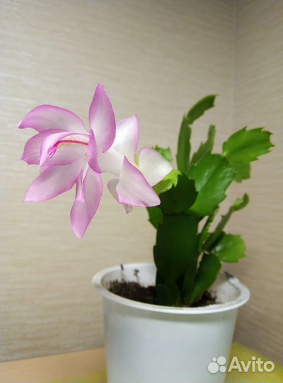 Декабрист оранжево-крас,красн,сиренев,белый,роз