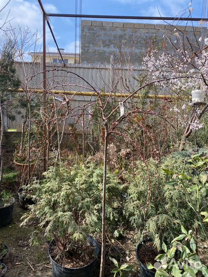 Растения на штамбе