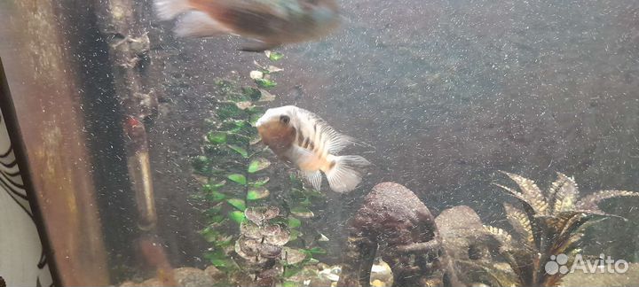 Аквариум 135 л