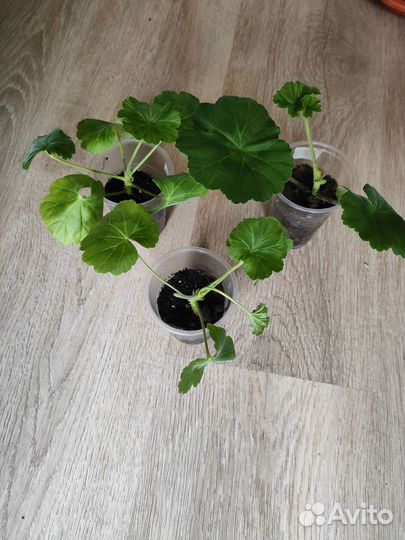 Пеларгония герань розебудная