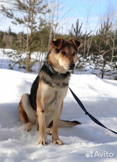 Собака Мухтар