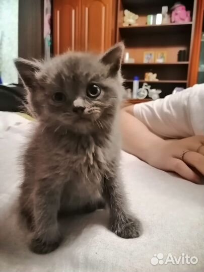 Отдам бесплатно