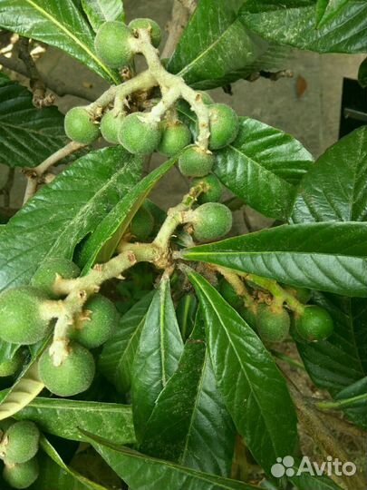 Японская мушмула