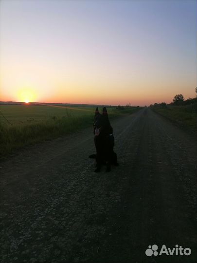 Вязка самец Восточно-европейская овчарка