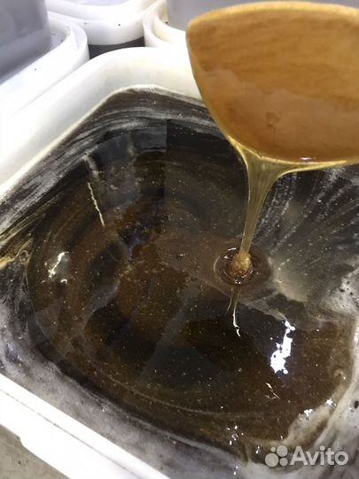 Гречишный мед 2024 оптом