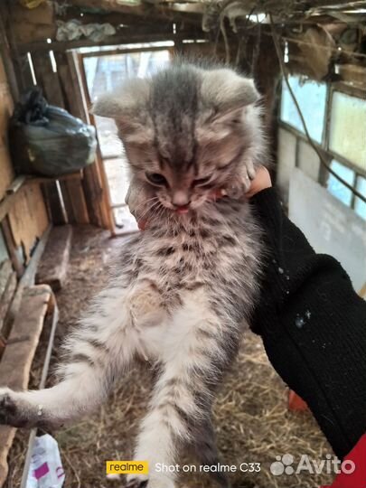 Домашние животные котята