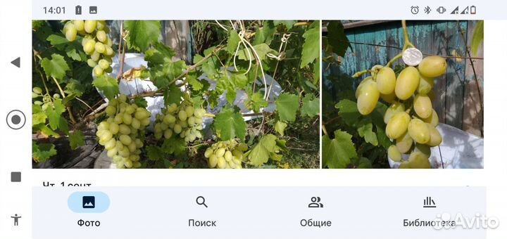 Саженцы винограда