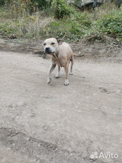 Собака Дина