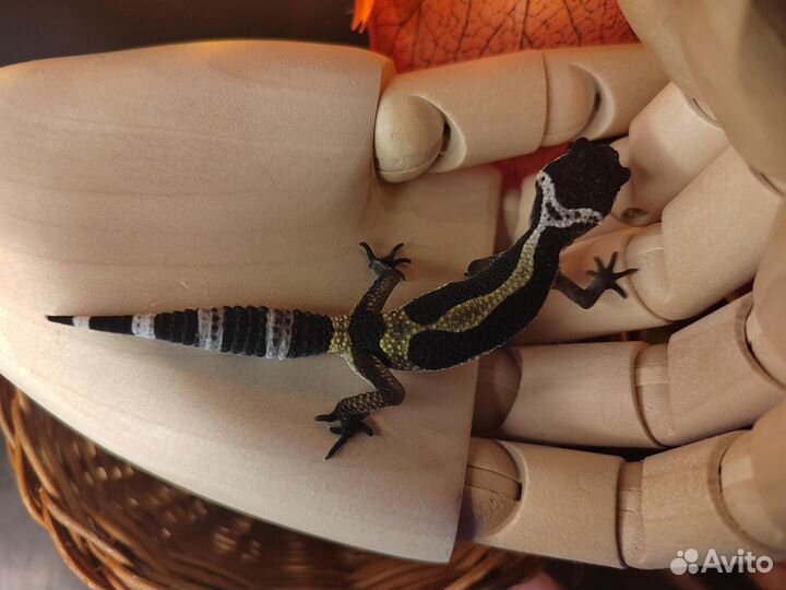 Эублефар black night, Аврора, перпл хед