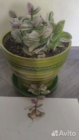 Традесканция нанук