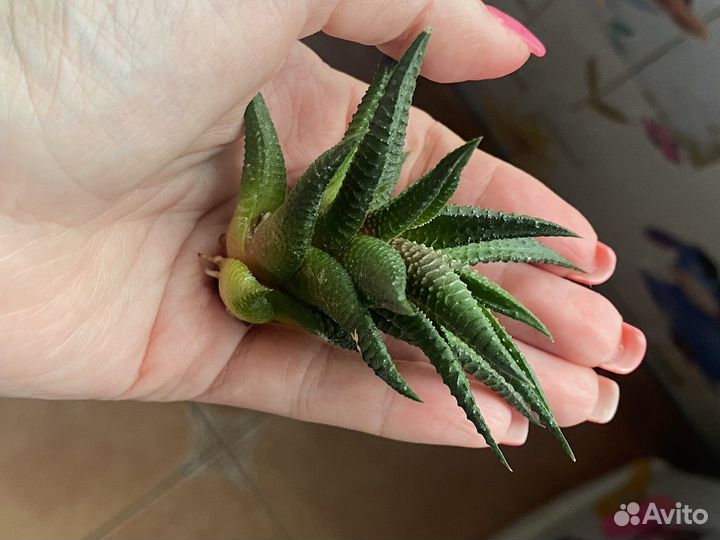 Сансевиерия Хавортия