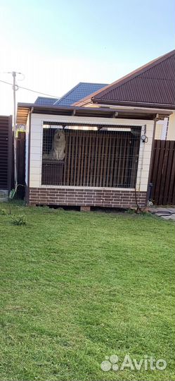 Самоед кобель