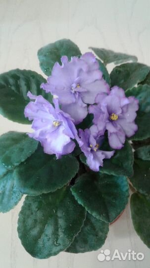 Продам фиалку «Голубоглазая Россия»