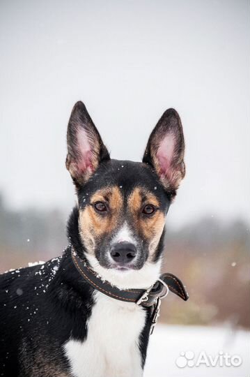 Арчи в добрые руки