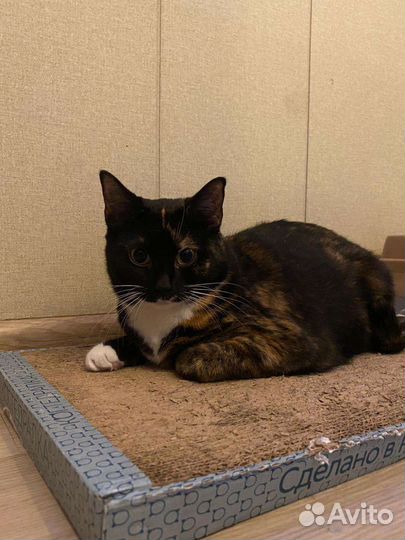 Кошка ищет дом. Осталась никому не нужна