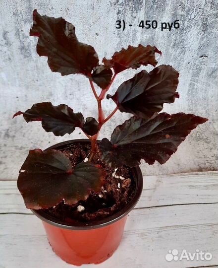 Бегонии. Комнатные цветы