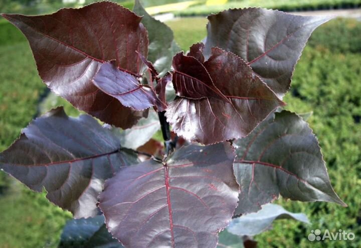 Тополь краснолистный или дланевидный