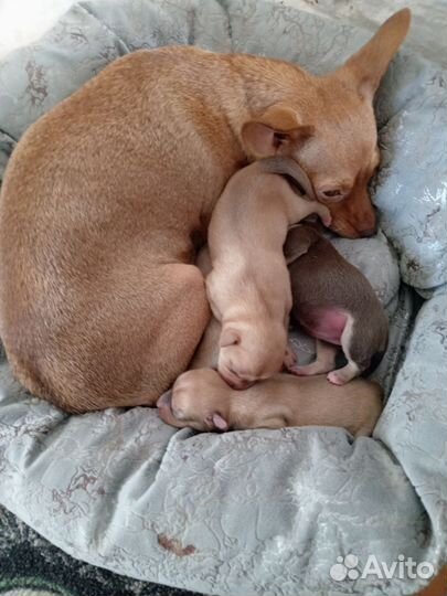 Щенки тойчики