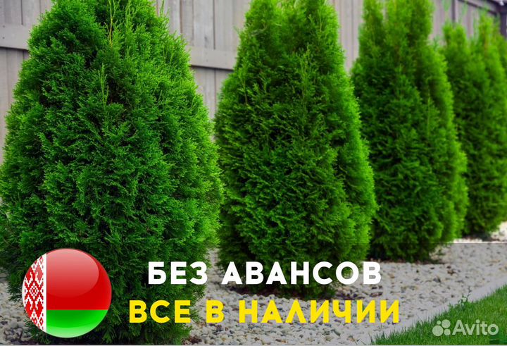 Туя Колумна