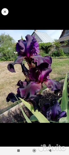 Ирисы бородатые сортовые