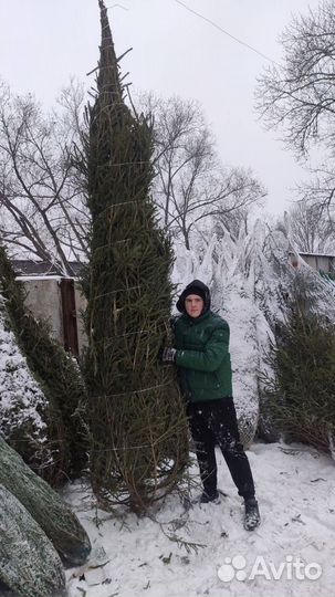 Елки крупномеры