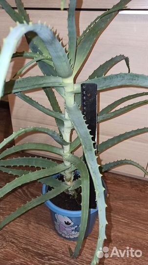 Алоэ столетник