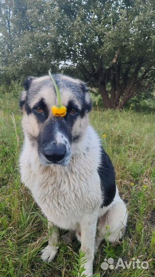 Алабай в добрые руки