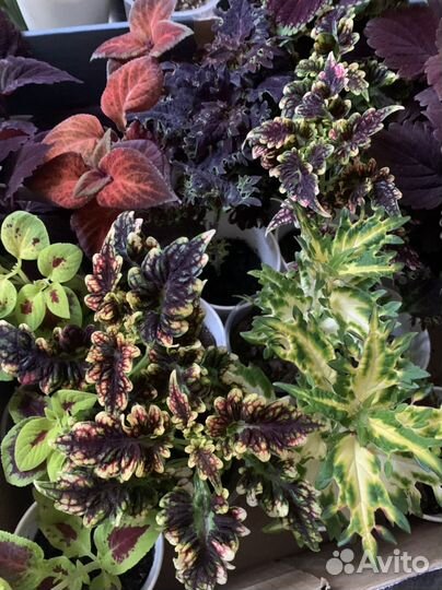 Колеусы вегетативные сортовые