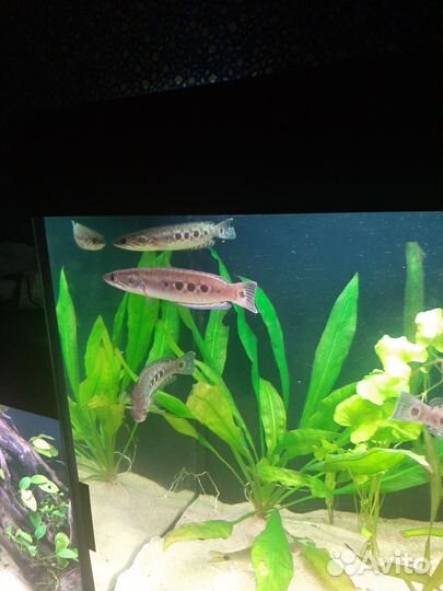 Змееголов глазчатый (трёхточечный)