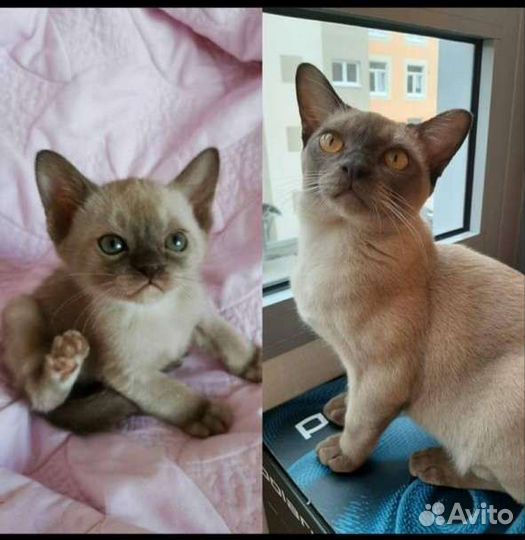 Малышки европейской бурмы