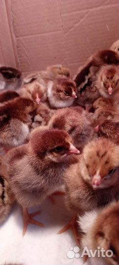 Кучинская юбилейная инкубационное яйцо