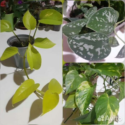 Сциндапсус Golgen pothos,пятнистый,золотистый