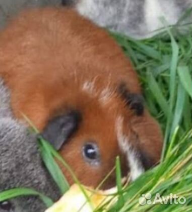 Морская свинка Тедди