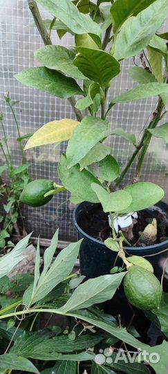 Лимон, апельсин, кумкват, мандарин, грейпфрут