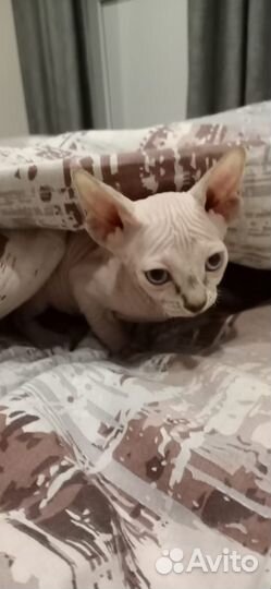 Канадский сфинкс котенок