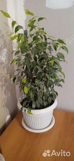 Фикус бенджамина