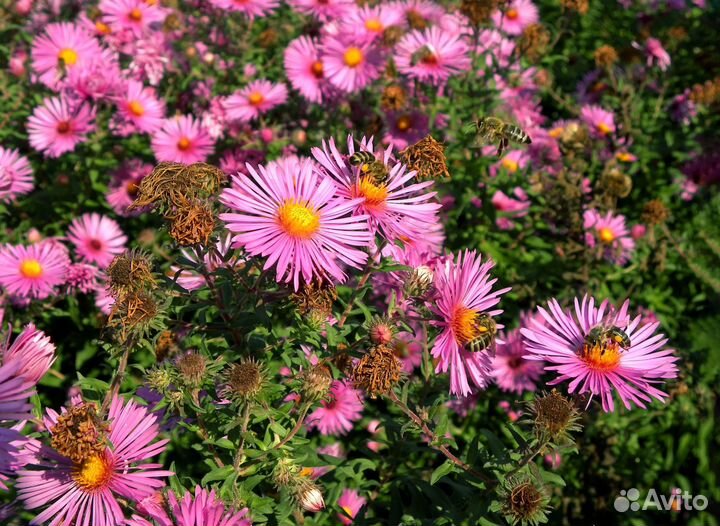 Астра кустарниковая Barrs Pink Саженцы, Рассада